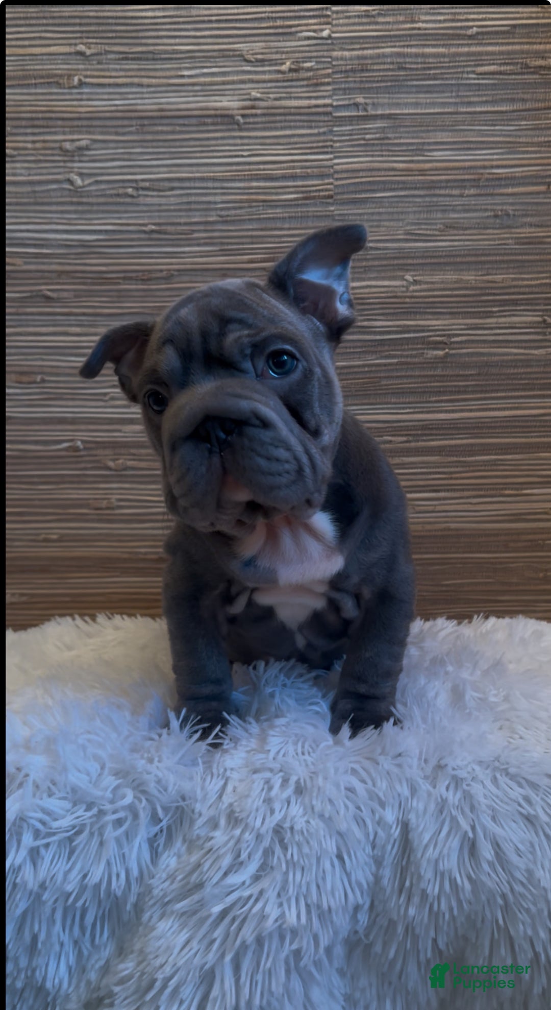 French Bulldog dogs for sale: French Bulldog Puppy 3 - Ad 2