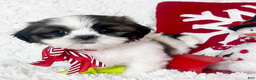 Shih Tzu dogs for sale: AKC Grace - Ad 5