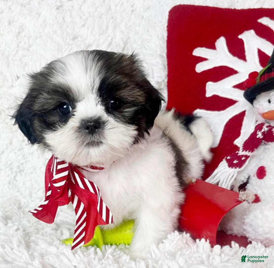 Shih Tzu dogs for sale: AKC Grace - Ad 5