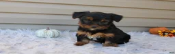 Yorkshire Terrier dogs for sale: Rambo - Ad 9