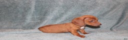 Miniature Dachshund dogs for sale: Bob Mini  - Ad 4