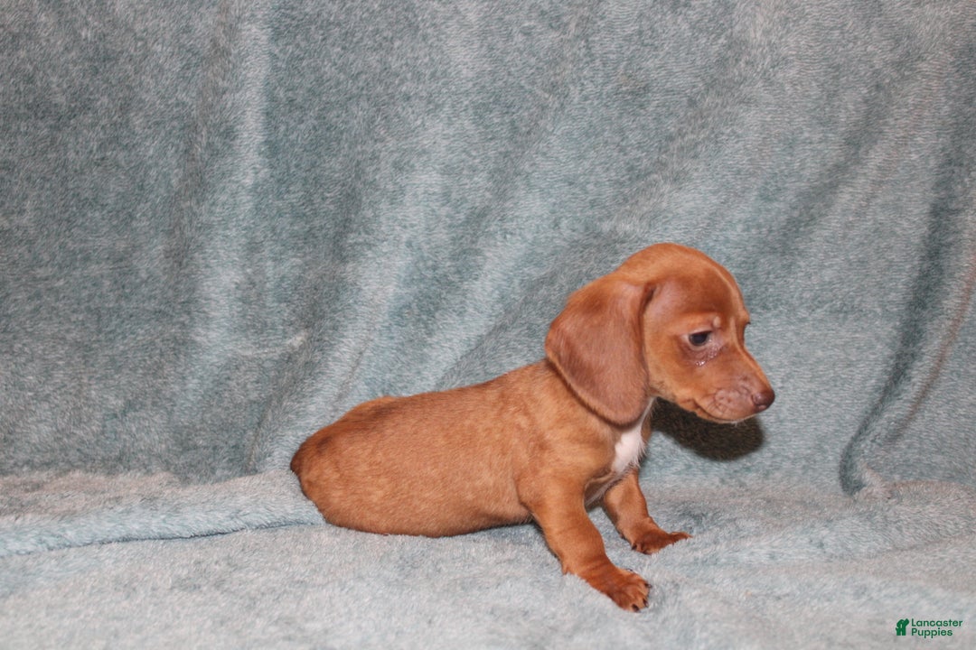 Miniature Dachshund dogs for sale: Bob Mini  - Ad 4