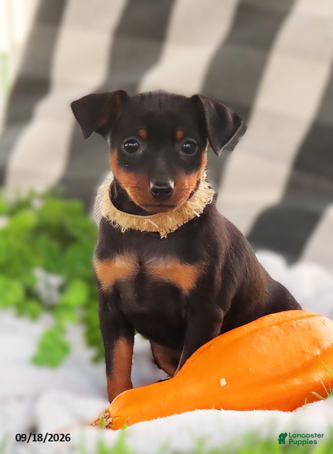Miniature Pinscher dogs for sale: Bubbles - Ad 3
