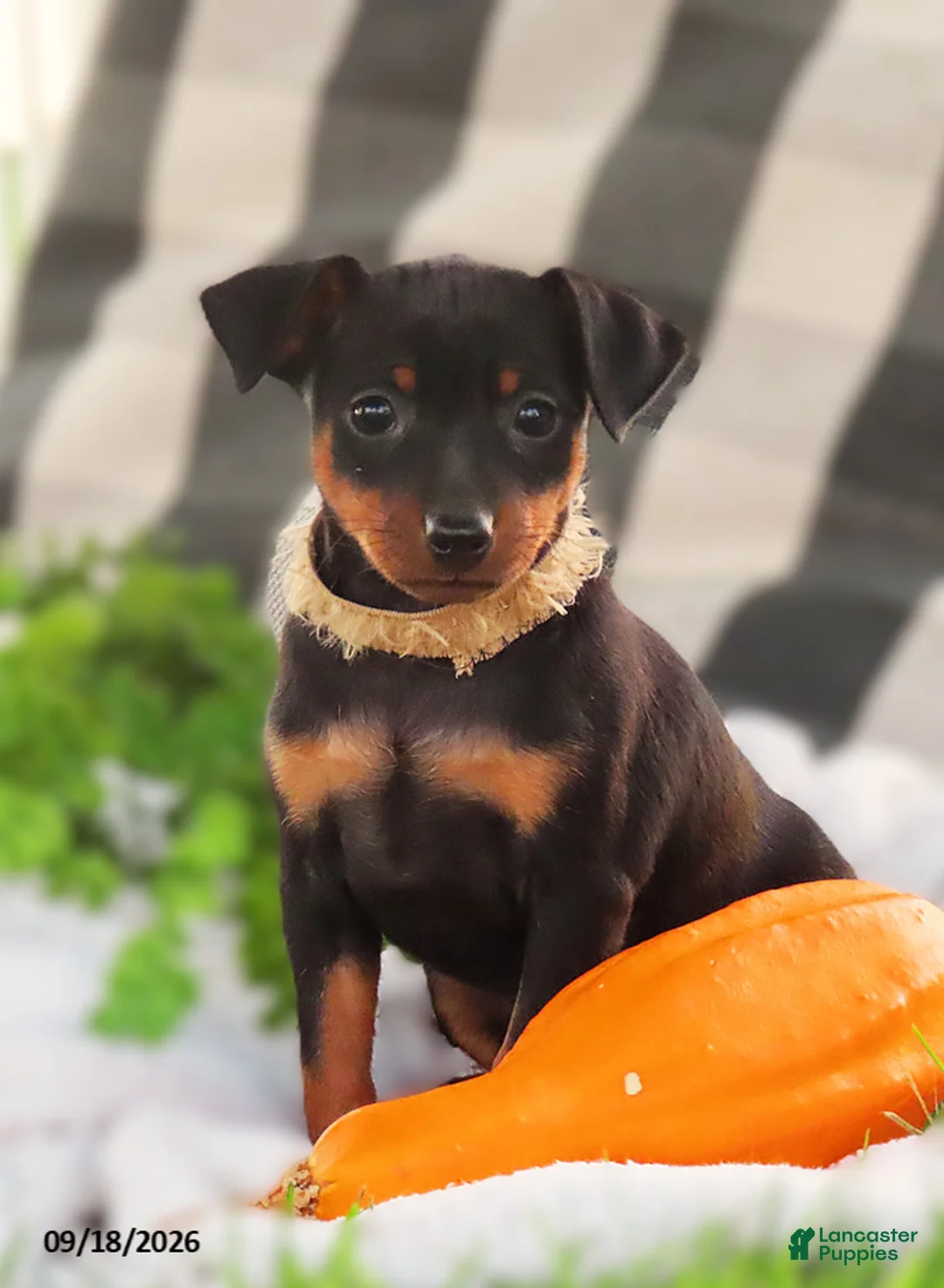 Miniature Pinscher dogs for sale: Bubbles - Ad 1