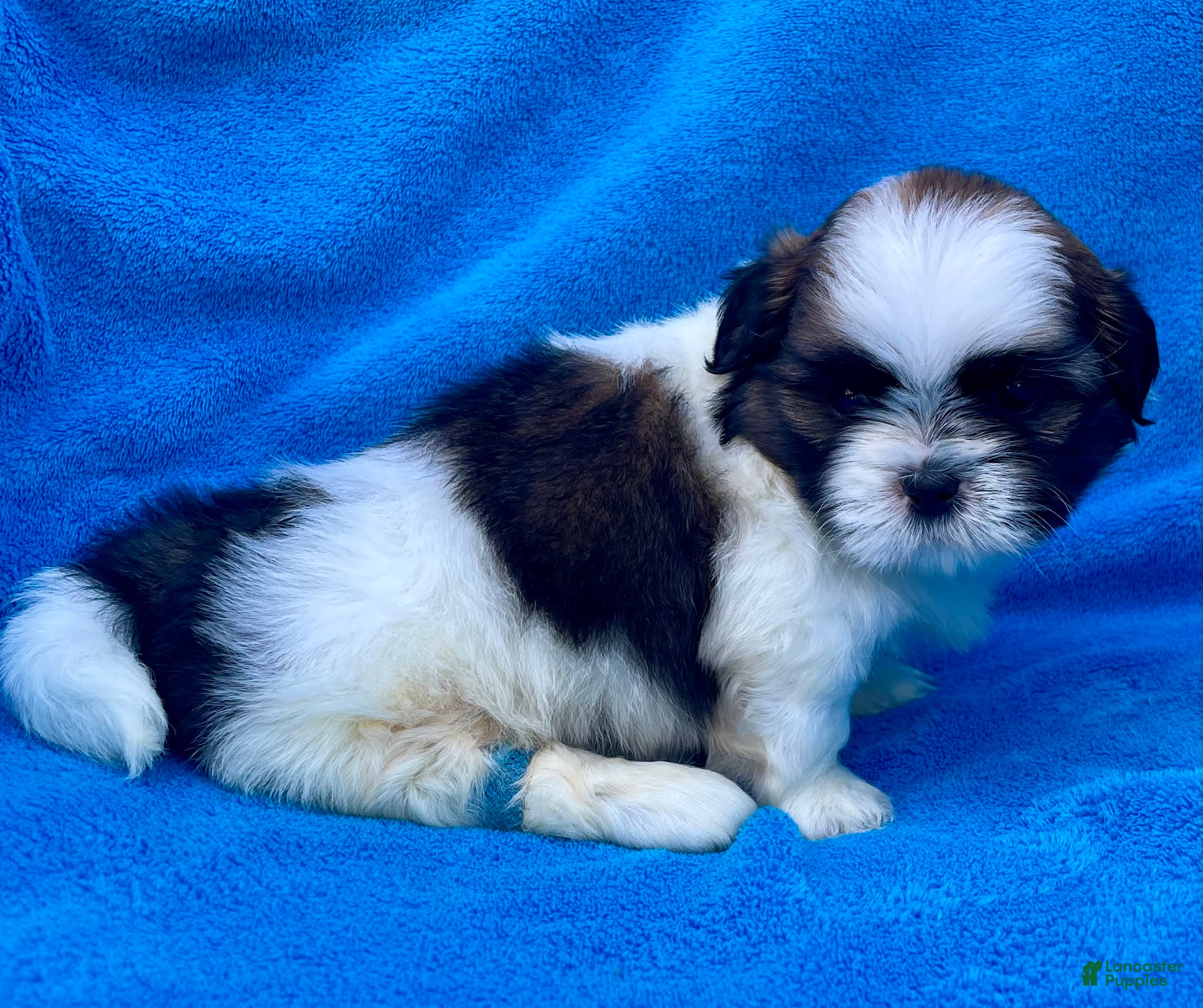 Shih Tzu dogs Buddy  - Ad 2