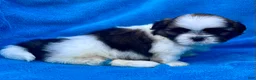Shih Tzu dogs for sale: Buddy  - Ad 2