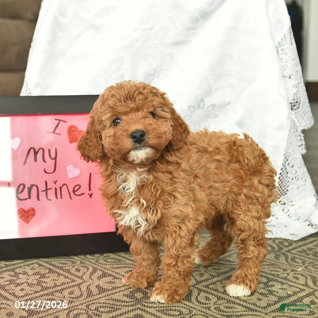 Miniature Poodle dogs for sale: Clementine - Ad 5