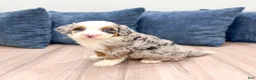 Mini Bernedoodle dogs for sale: Oilver - Ad 7