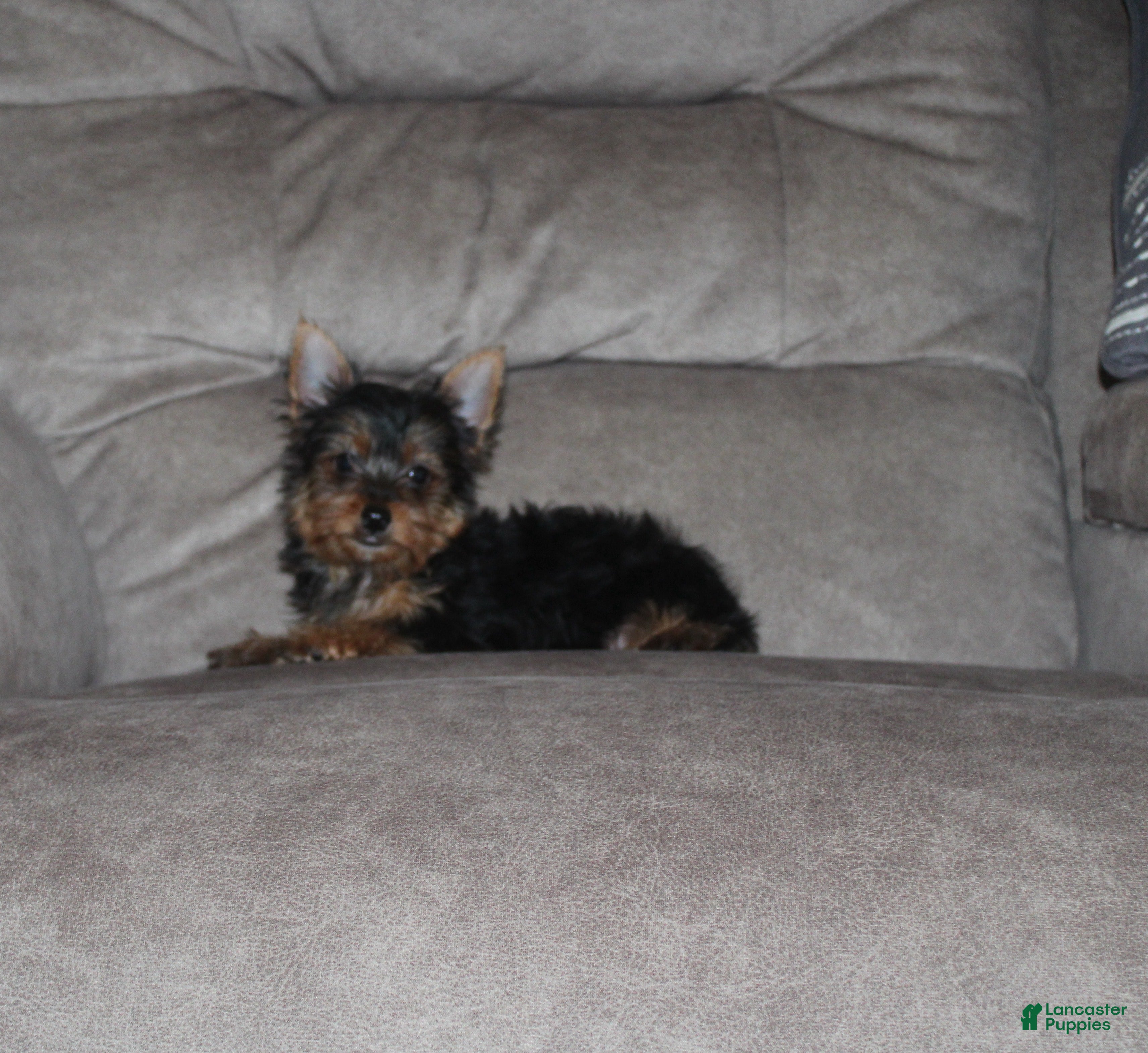 Yorkshire Terrier dogs Jessi - Ad 2