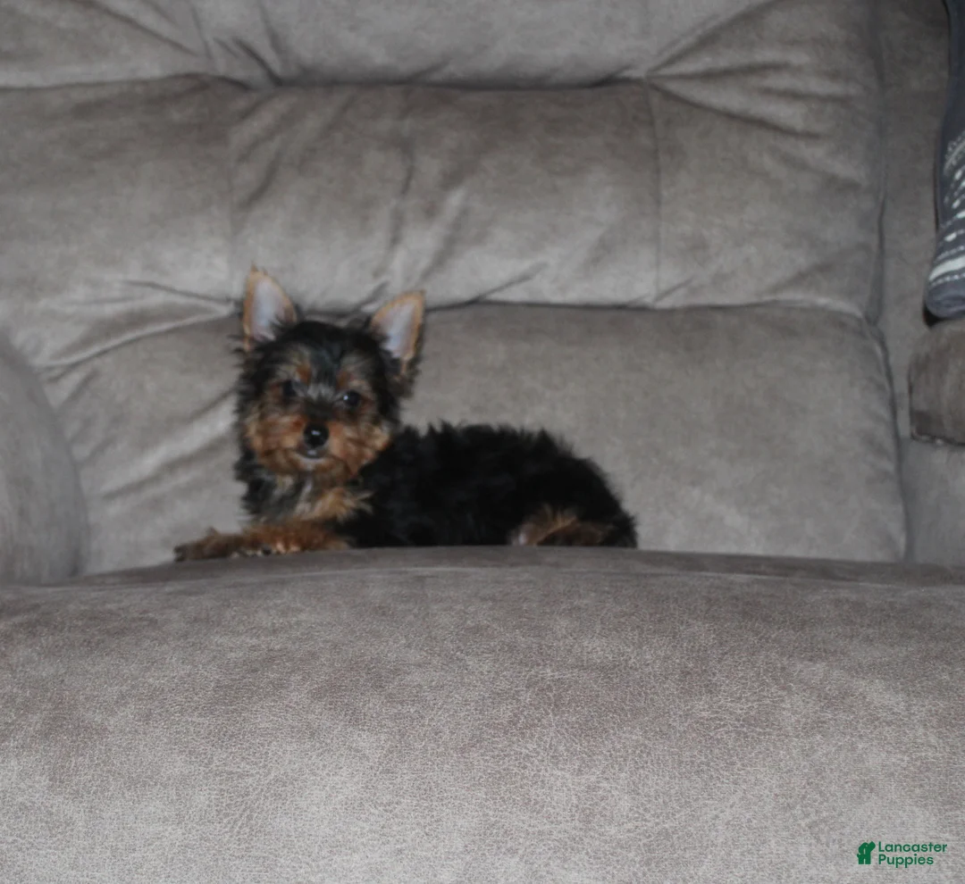 Yorkshire Terrier dogs for sale: Jessi - Ad 2