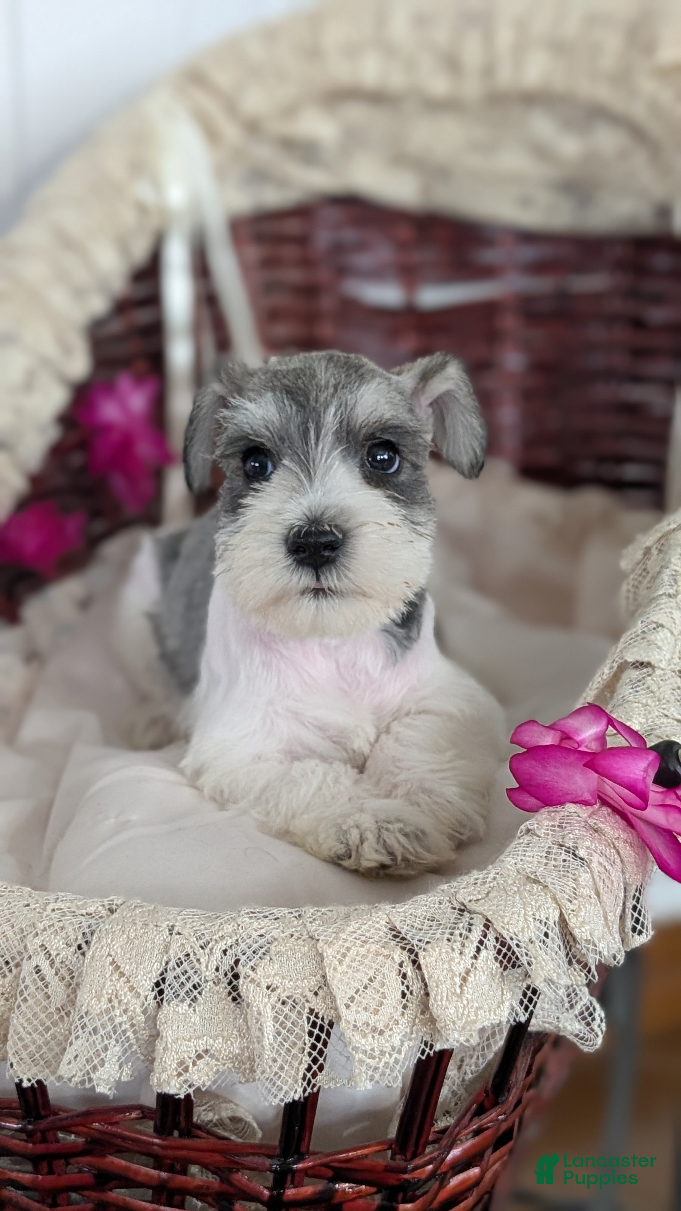 Miniature Schnauzer dogs Macy - Ad 2