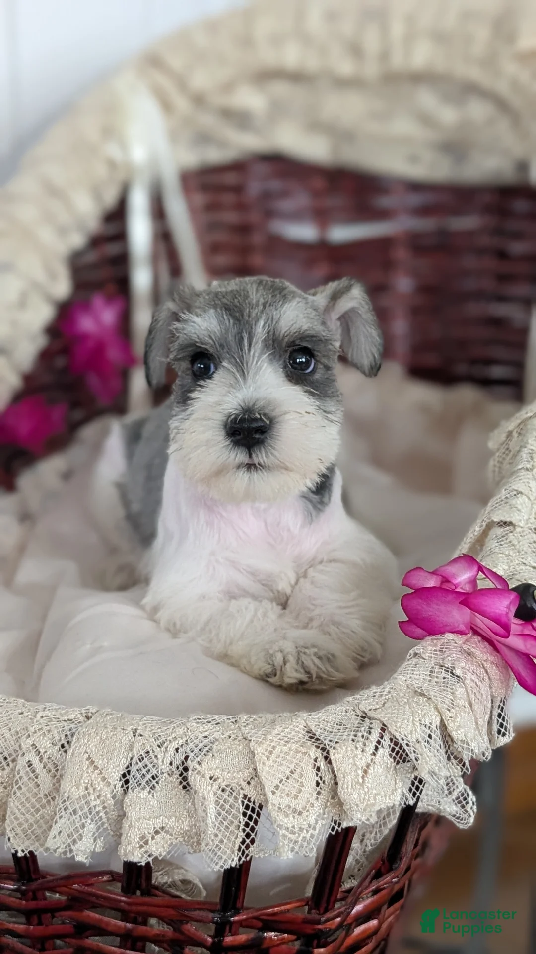 Miniature Schnauzer dogs for sale: Macy - Ad 2