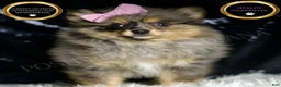 Pomeranian dogs for sale: Fluffy - Ad 5