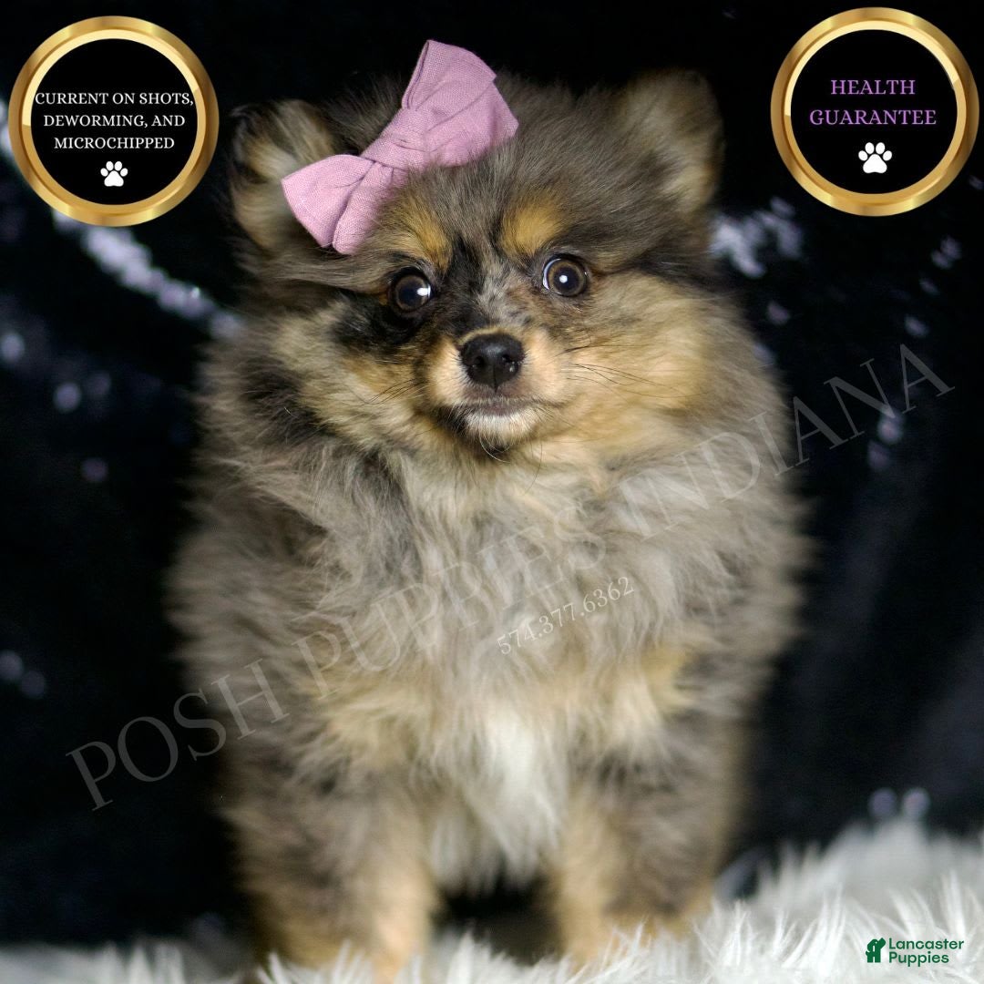 Pomeranian dogs for sale: Fluffy - Ad 5