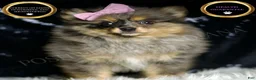 Pomeranian dogs for sale: Fluffy - Ad 5
