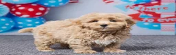 Bichpoo dogs for sale: Brady - Ad 4