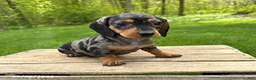 Miniature Dachshund dogs for sale: Harper - Ad 2