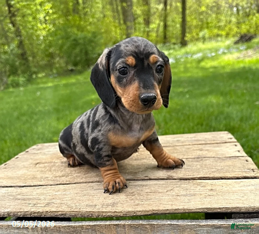 Miniature Dachshund dogs for sale: Harper - Ad 2