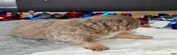 Pomeranian dogs for sale: Pepper's The Way You Make Me Feel - "Waylon" - Ad 17