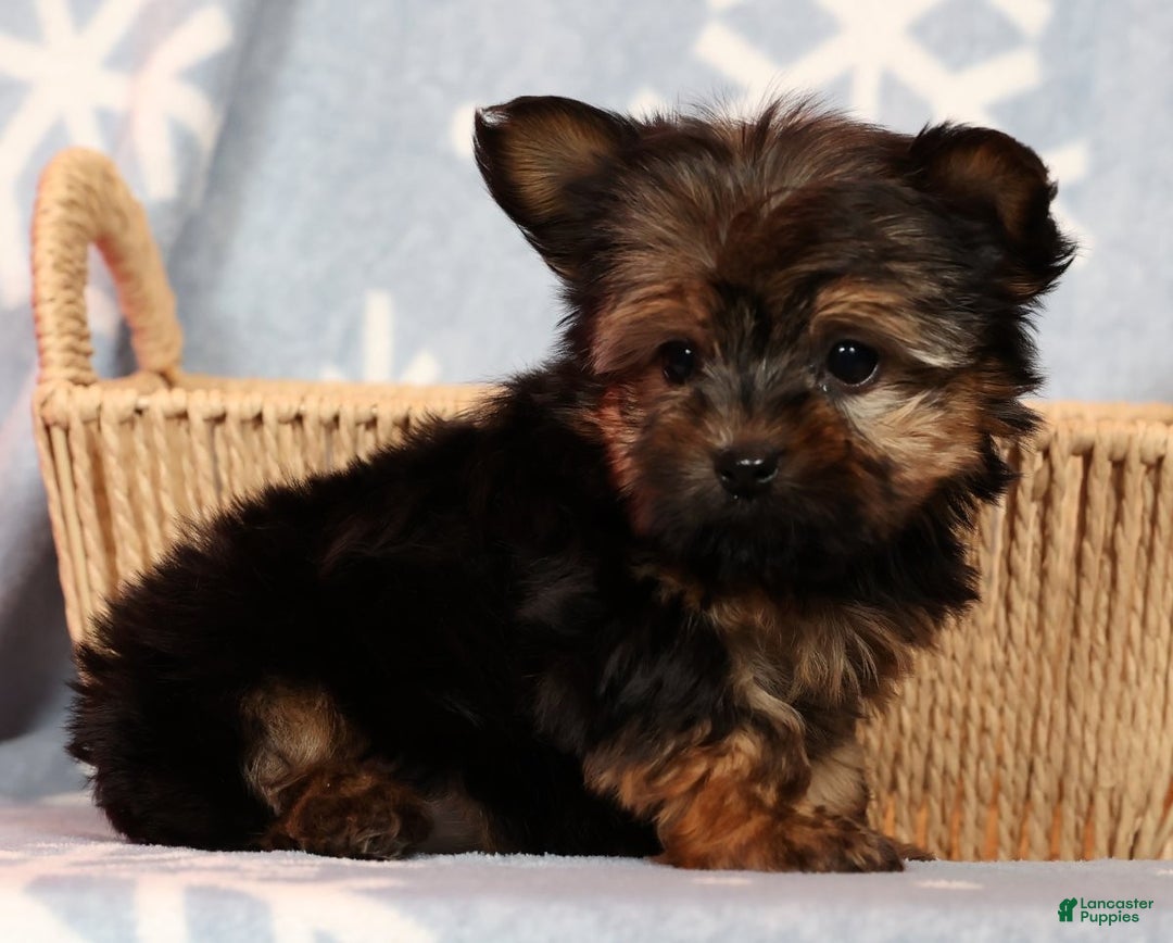 Yorkshire Terrier dogs for sale: Jody - Ad 3