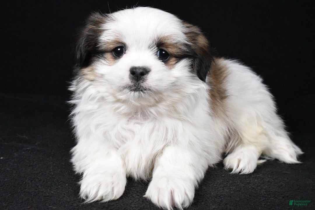 Mixed Breed dogs for sale: Alex - Ad 2