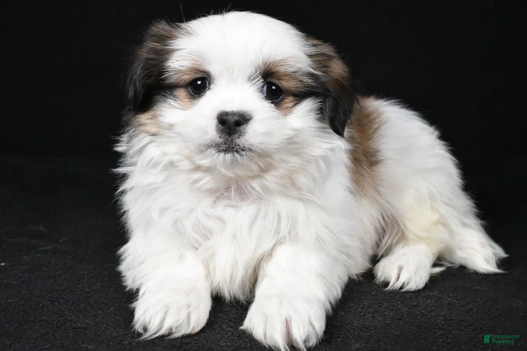 Mixed Breed dogs for sale: Alex - Ad 4