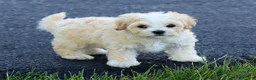 Maltipoo dogs for sale: Angie - Ad 7