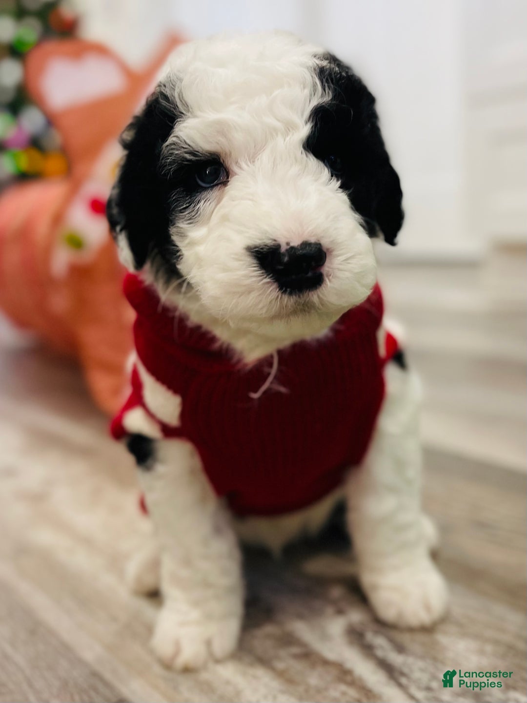 Sheepadoodle dogs for sale: Sheepadoodle Puppy 2 - Ad 9