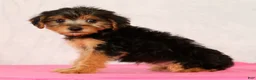 Yorkiepoo dogs for sale: Marsha - Ad 2