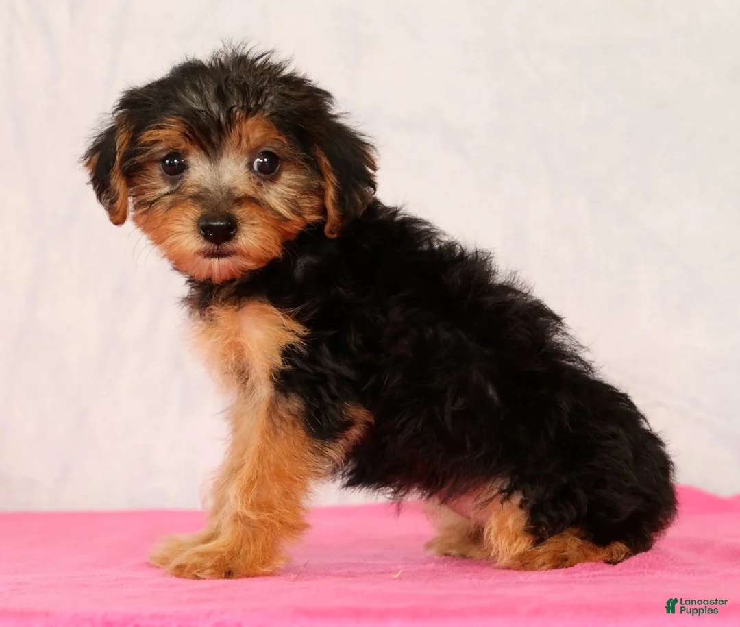 Yorkiepoo dogs for sale: Marsha - Ad 2