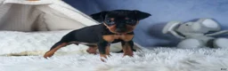 Miniature Pinscher dogs for sale: ANNIE - Ad 18