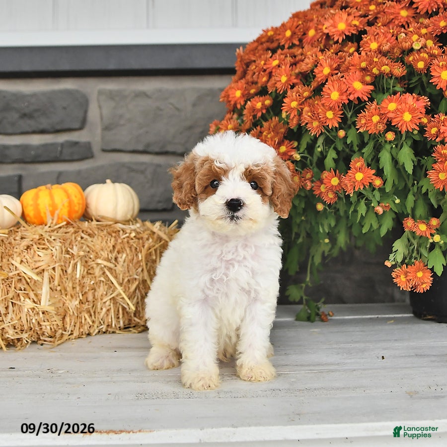 Cavapoo dogs for sale: Bennie - Ad 1