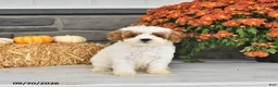 Cavapoo dogs for sale: Bennie - Ad 3