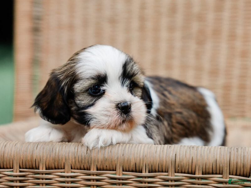 Lhasa Apso dogs Tyrone - Ad 1