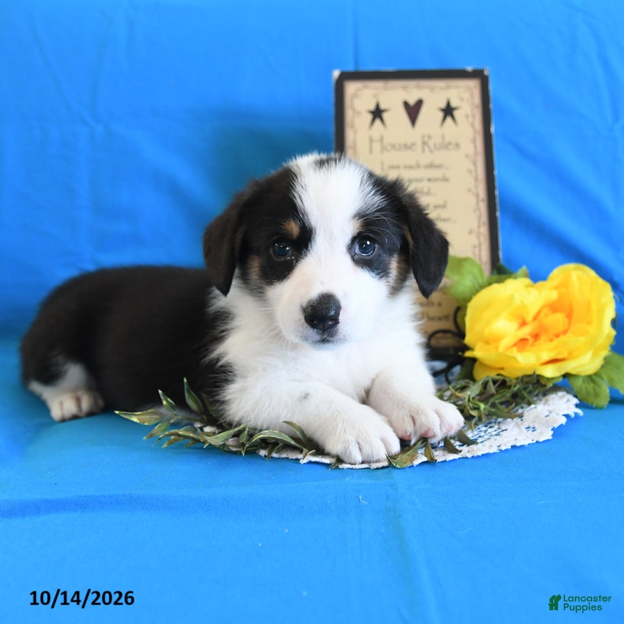 Welsh Corgi Pembroke dogs for sale: Ella - Ad 1