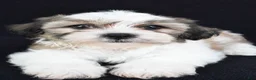 Teddy Bear dogs for sale: Chance - Ad 4