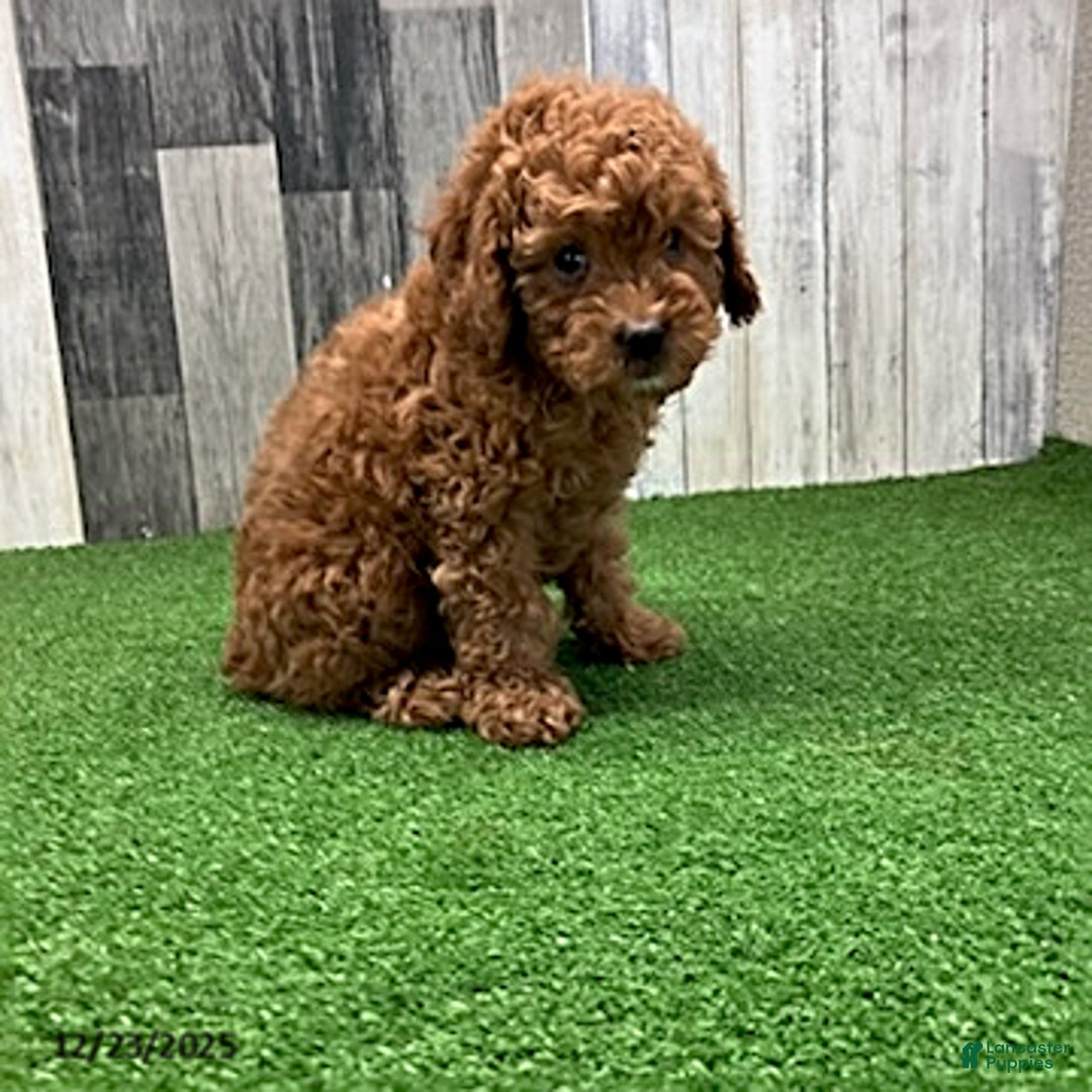 Mini Goldendoodle dogs for sale: Keith - Ad 4