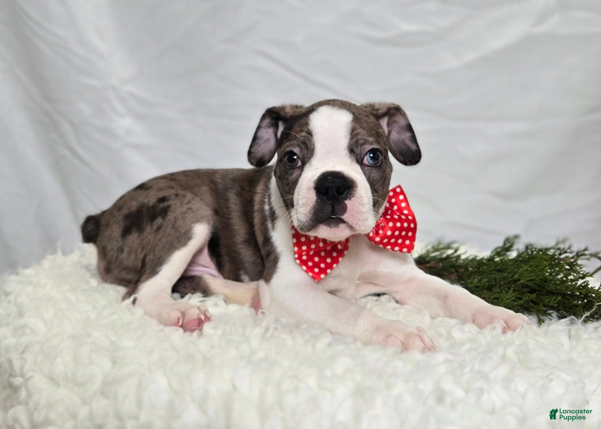 Boston Terrier dogs Chase - Ad 17