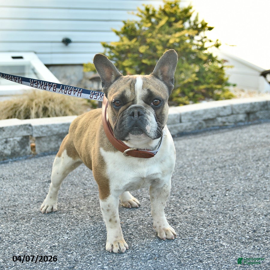 French Bulldog dogs Mini Munster  - Ad 1