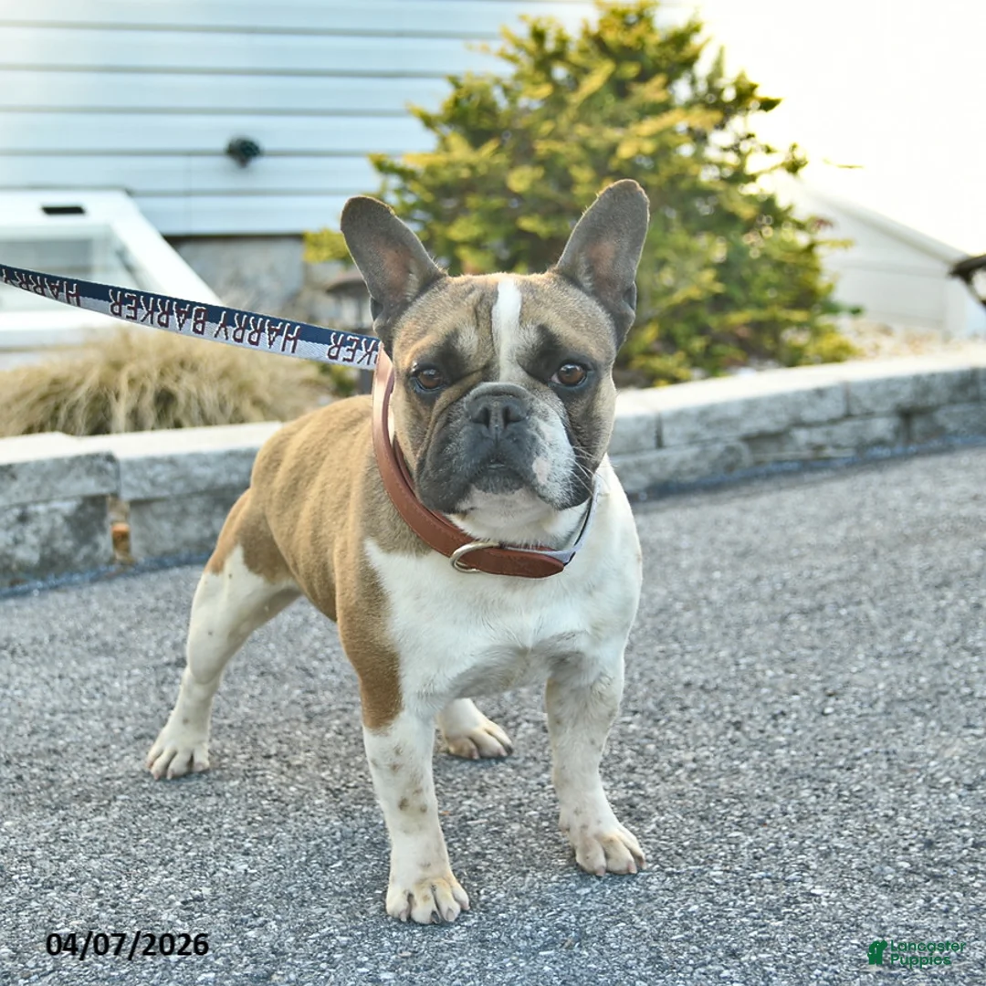 French Bulldog dogs for sale: Mini Munster  - Ad 1