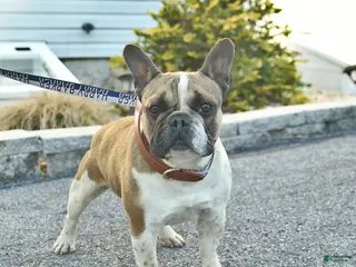 French Bulldog dogs for sale: Mini Munster - Ad 2