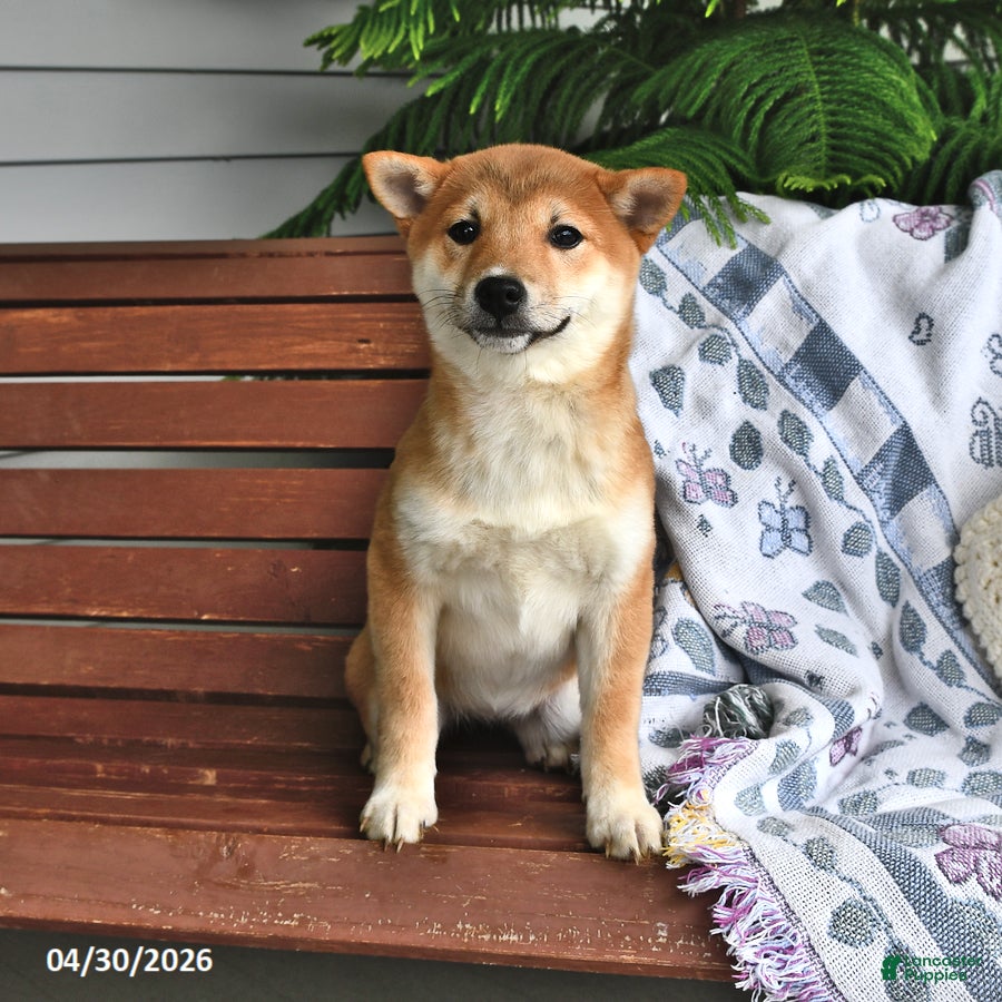 Shiba Inu dogs Danelle - Ad 1