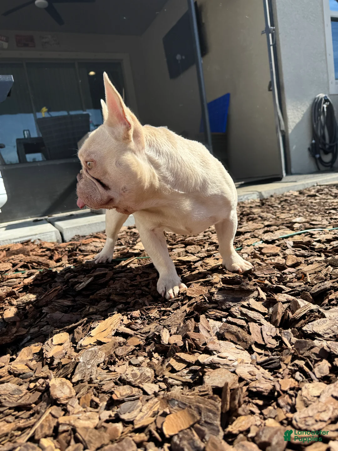 French Bulldog dogs for stud: Pecan stud - Ad 12