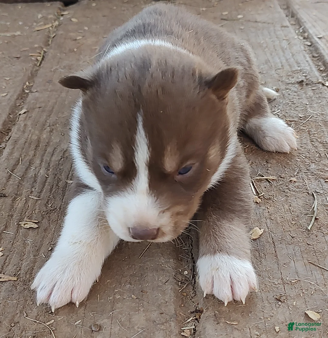 Siberian Husky dogs for sale: Siberian Husky Puppy 1 - Ad 11