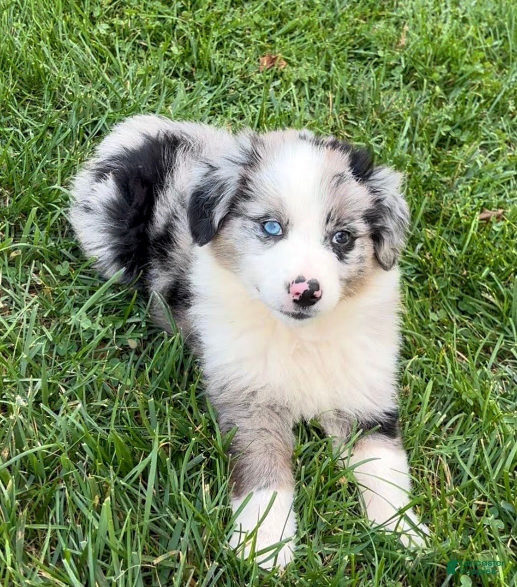 Australian Shepherd dogs Koda - Ad 1