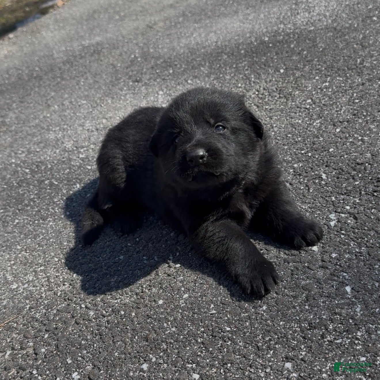 German Shepherd dogs TUECHA - Ad 1