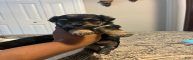 Yorkiepoo 3