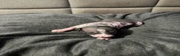 Xoloitzcuintle dogs for sale: Matcha - Ad 15
