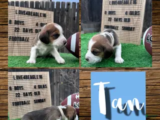 Beagle dogs Beagle Puppy 6 - Ad 24