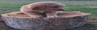 Golden Retriever Puppy 4